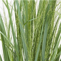 Īstā sāre (prosa) Panicum virgatum NORTHWIND    P9