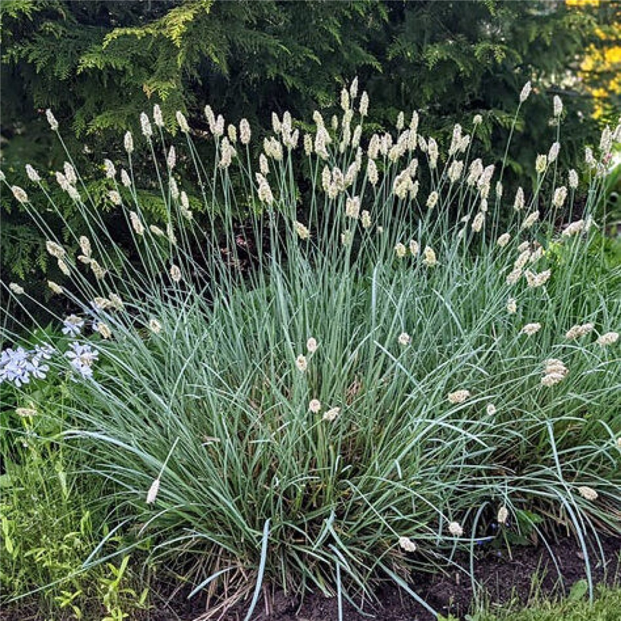 Spožā seslērija sesleria nitida P11