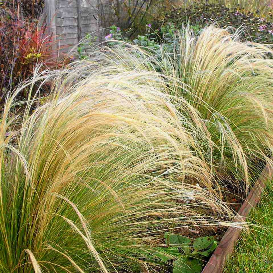 Tievā stepjulīga - Stipa tenuissima PONYTAILS P9