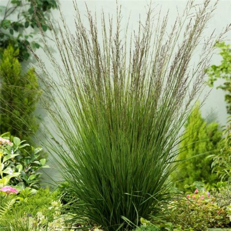 Zilganā molīnija - Molinia caerulea EDITH DUDSZUS P9