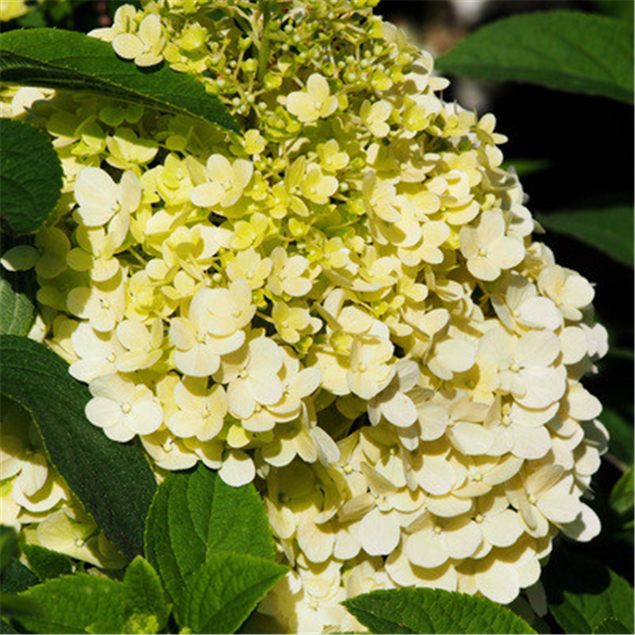 Hortenzija - Hydrangea paniculata BOBO C2