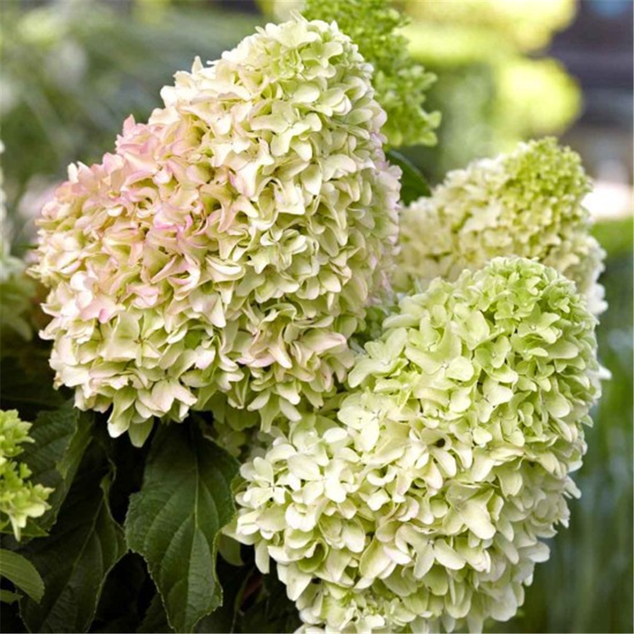 Hortenzija - Hydrangea paniculata LITTLE FRISE  C5
