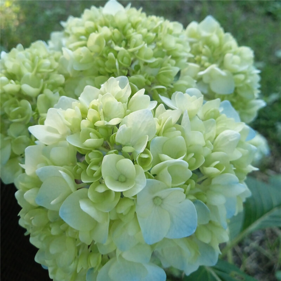 Hortenzija - Hydrangea paniculata MOJITO C2