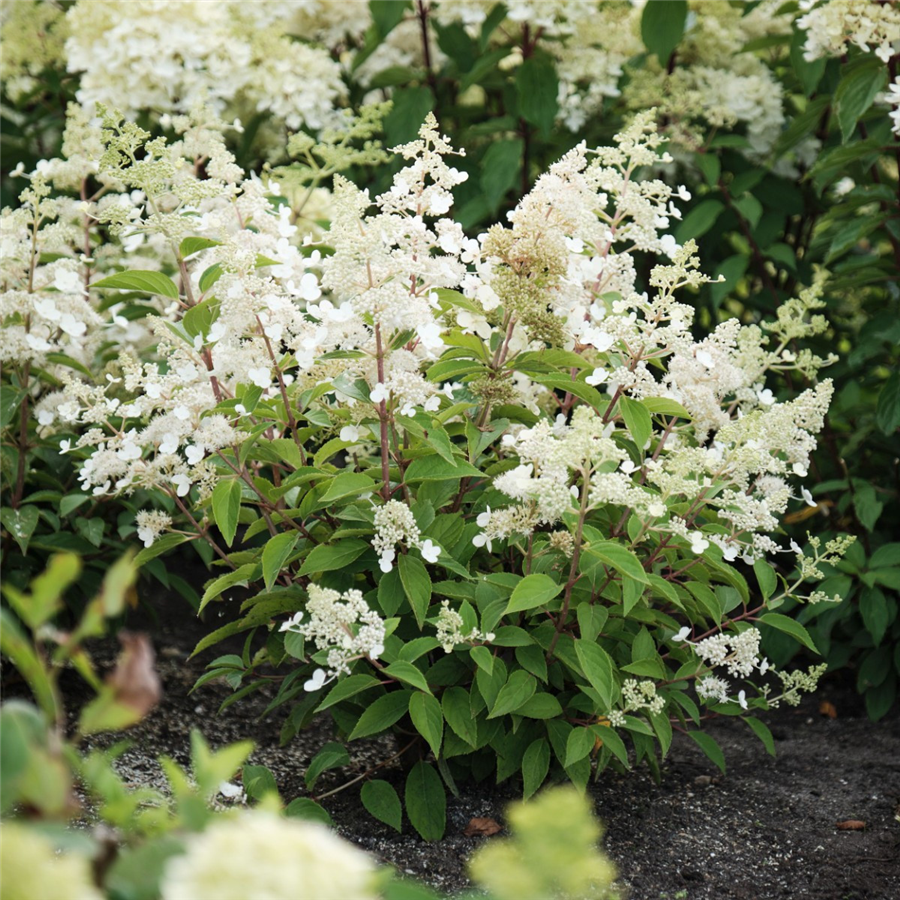 Hortenzija - Hydrangea paniculata MAGICAL HIMALAYA