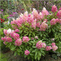 Hortenzija - Hydrangea paniculata PINK DIAMOND