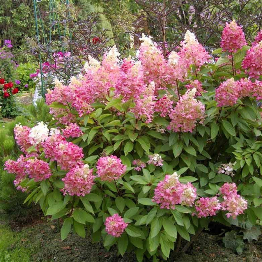 Hortenzija - Hydrangea paniculata PINK DIAMOND