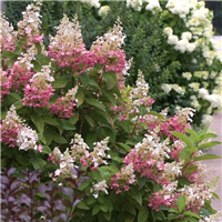 Hortenzija - Hydrangea paniculata PINK DIAMOND