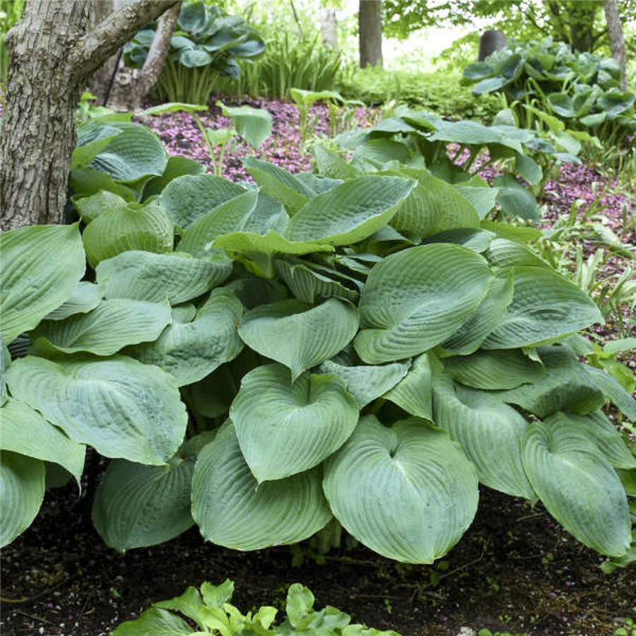 Hosta BIG DADDY - konteinerstāds