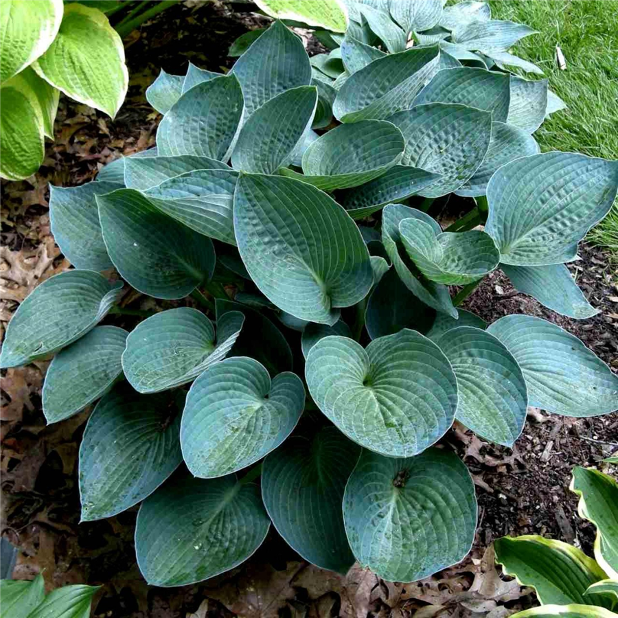 Hosta BLUE VISION - konteinerstāds