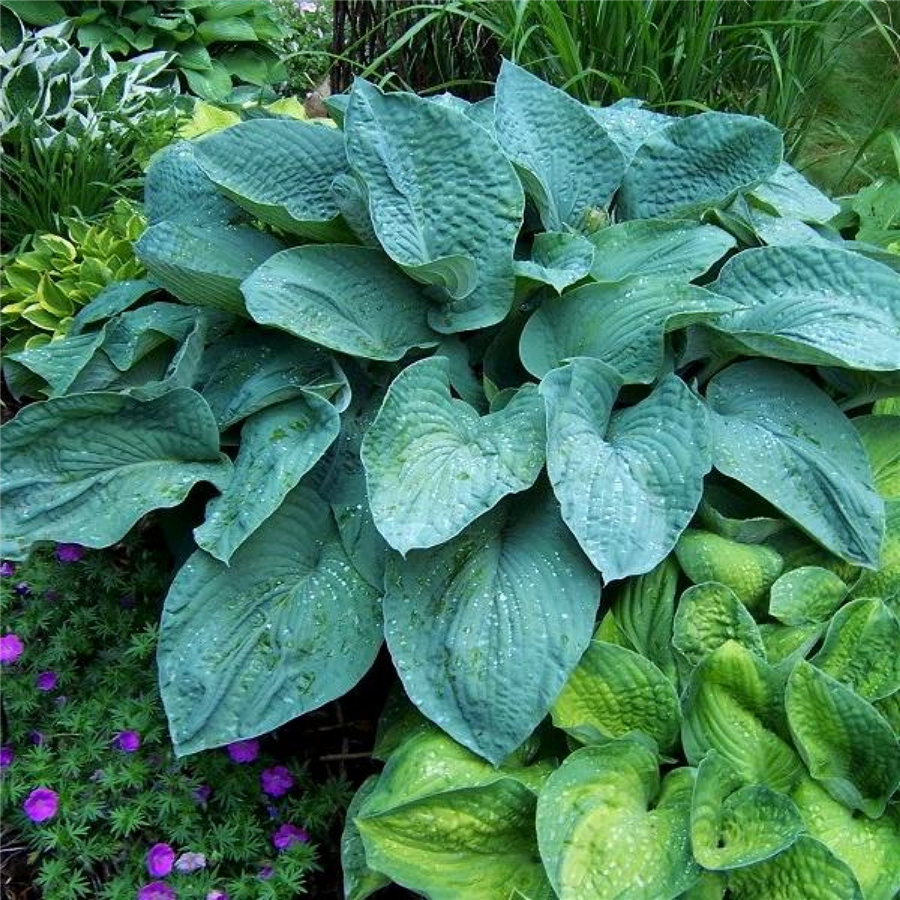 Hosta BRESSINGHAM BLUE konteinerstāds