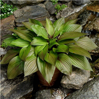 Hosta FIRST BLUSH - konteinerstāds