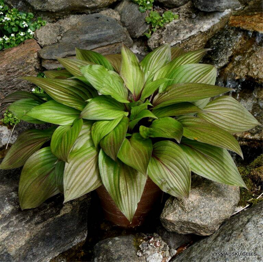 Hosta FIRST BLUSH - konteinerstāds