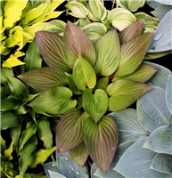 Hosta FIRST BLUSH - konteinerstāds