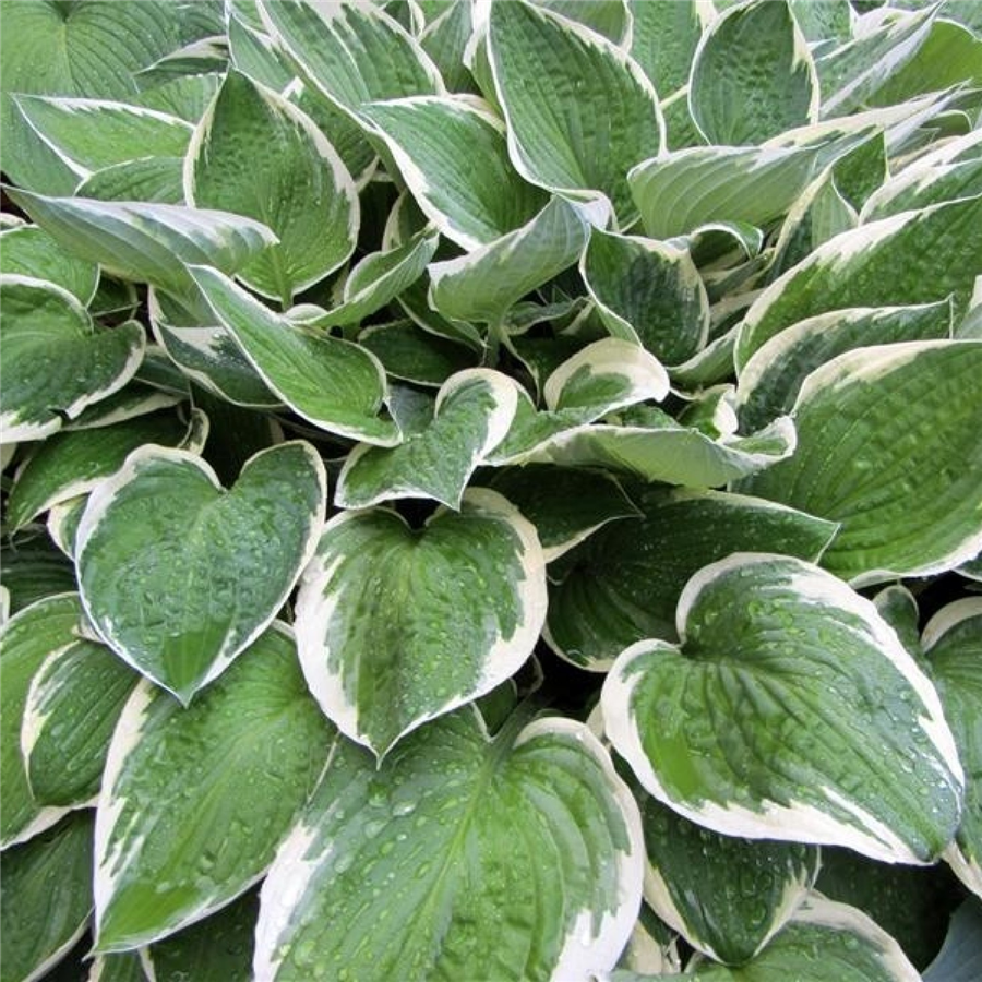 Hosta  FRANCEE