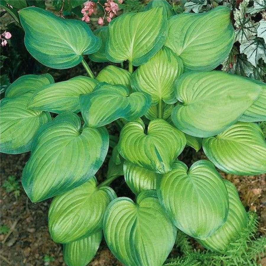 Hosta GUACAMOLE konteinerstāds