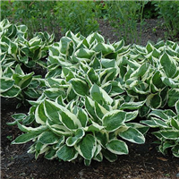 Hosta MINUTEMAN konteinerstāds