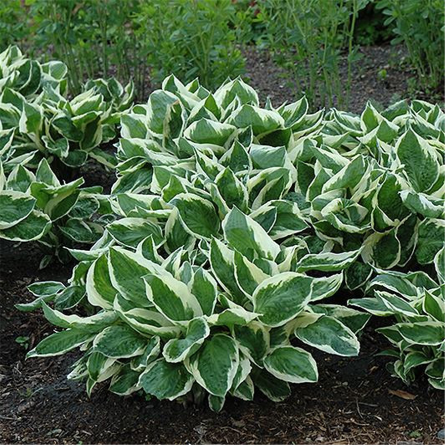 Hosta MINUTEMAN konteinerstāds