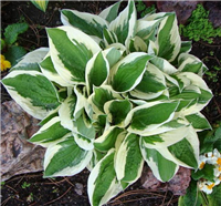 Hosta MINUTEMAN konteinerstāds