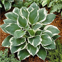 Hosta MINUTEMAN konteinerstāds