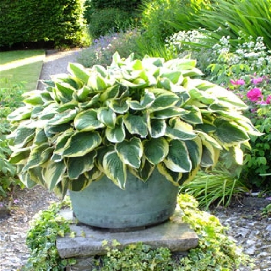 Hosta WIDE BRIM konteinerstāds