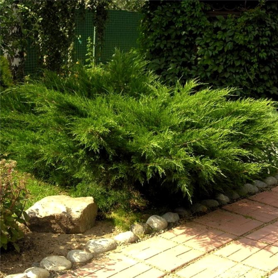 Fizcera kadiķis Juniperus pfitzeriana MINT JULEP