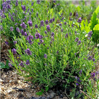 Lavanda - Lavandula angustifolia ELLAGANCE PURPLE kailsaknis - 2 gad,