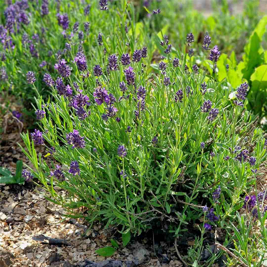 Lavanda - Lavandula angustifolia ELLAGANCE PURPLE kailsaknis - 2 gad,