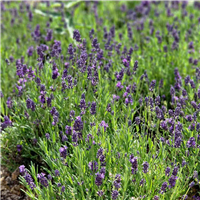 Lavanda - Lavandula angustifolia ELLAGANCE PURPLE kailsaknis - 2 gad,