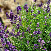 Lavanda - Lavandula angustifolia ELLAGANCE PURPLE kailsaknis - 2 gad,