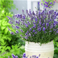 Lavandula angustifolia ESSENCE PURPLE konteinerstāds (0,5l)