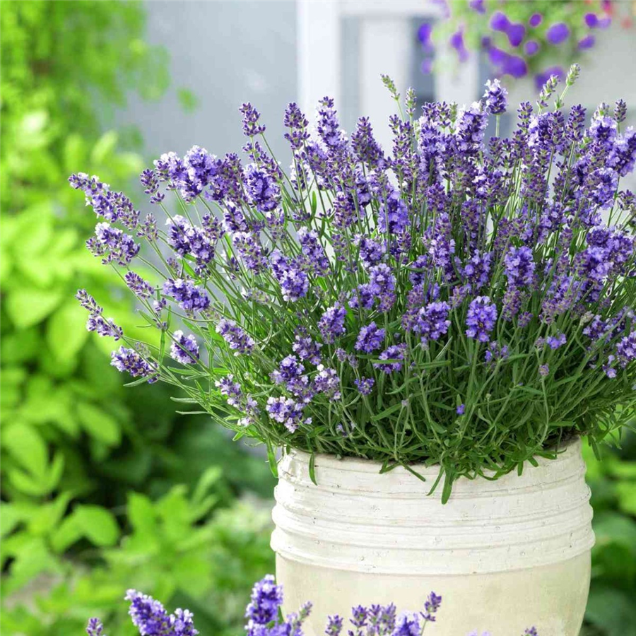 Lavandula angustifolia ESSENCE PURPLE konteinerstāds (0,5l)
