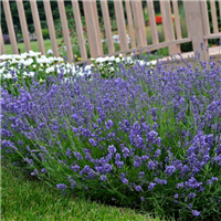 Lavandula angustifolia ESSENCE PURPLE konteinerstāds (0,5l)