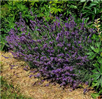 Lavandula angustifolia HIDCOTE BLUE STRAIN kailsaknis - 2 gad.