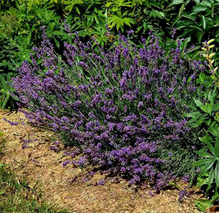 Lavandula angustifolia HIDCOTE BLUE STRAIN kailsaknis - 2 gad.