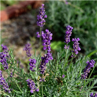 Lavandula angustifolia HIDCOTE BLUE STRAIN kailsaknis - 2 gad.