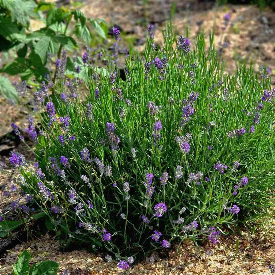 Lavanda - Lavandula angustifolia MUNSTEAD STRAIN konteinerstāds – 4 gad.
