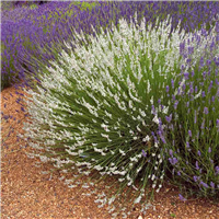 Lavandula angustifolia EDELWEISS konteinerstāds - 1 gad. (3l)