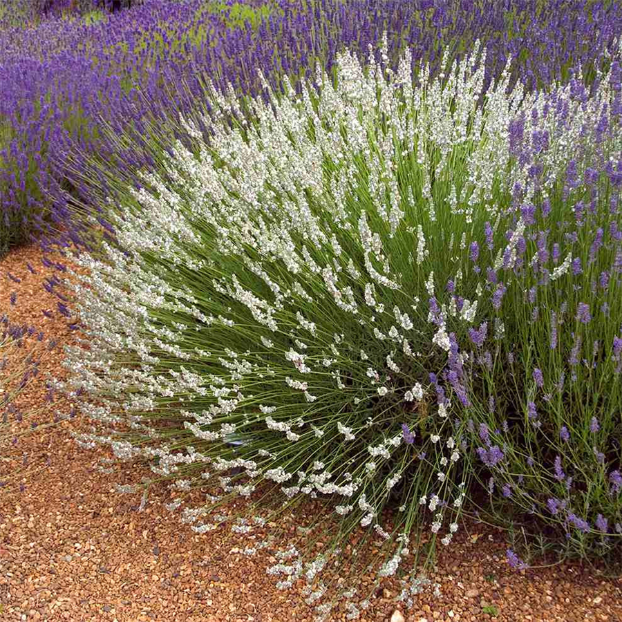 Lavandula angustifolia EDELWEISS konteinerstāds - 1 gad. (3l)