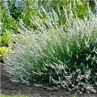Lavandula angustifolia EDELWEISS konteinerstāds - 1 gad. (3l)