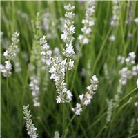 Lavandula angustifolia EDELWEISS konteinerstāds - 1 gad. (3l)