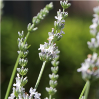 Lavandula angustifolia EDELWEISS konteinerstāds - 1 gad. (3l)