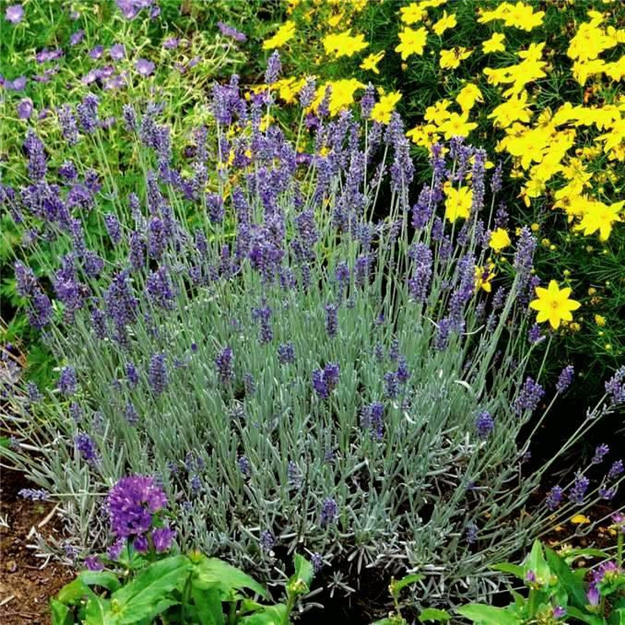 Lavandula angustifolia SILVER MIST konteinerstāds - 1 gad. (0,5l)