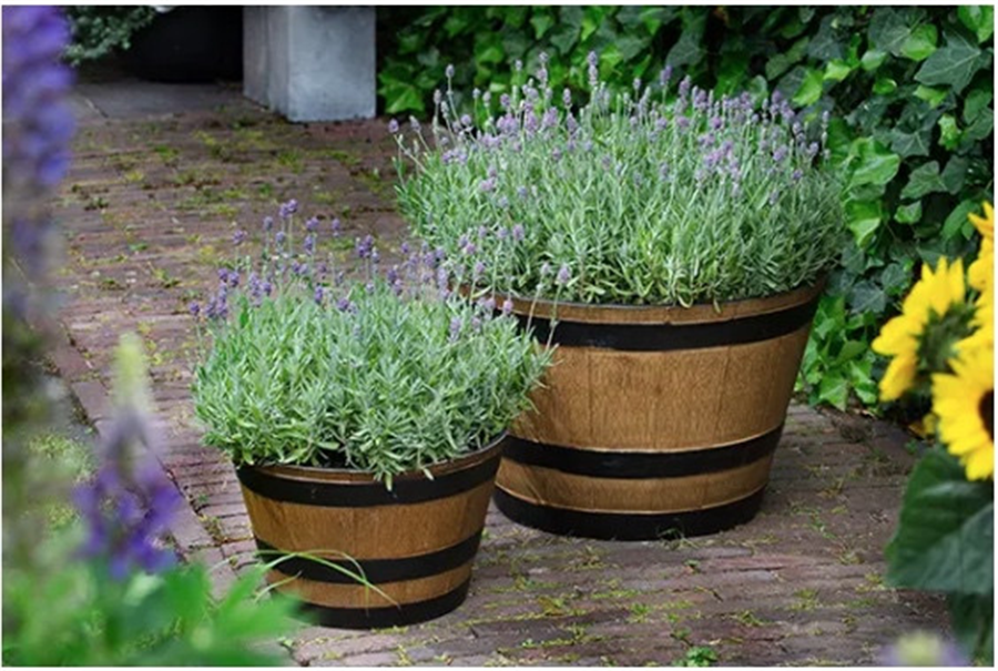Lavandula angustifolia CleoPatio Blue - 1 gad.(0,5l)