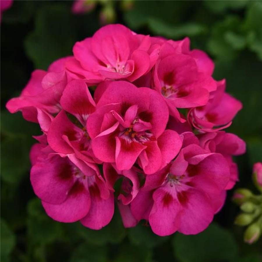 Pelargonija CASTELLO CLAIRE (rose red eye)