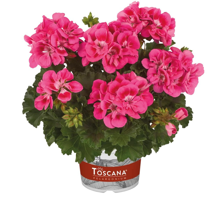 Pelargonija DOLCE VITA HELENE (pink with eye)