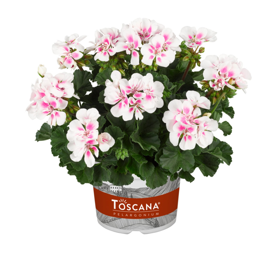 Pelargonija DOLCE VITA STELLA WHITE SPARKLE