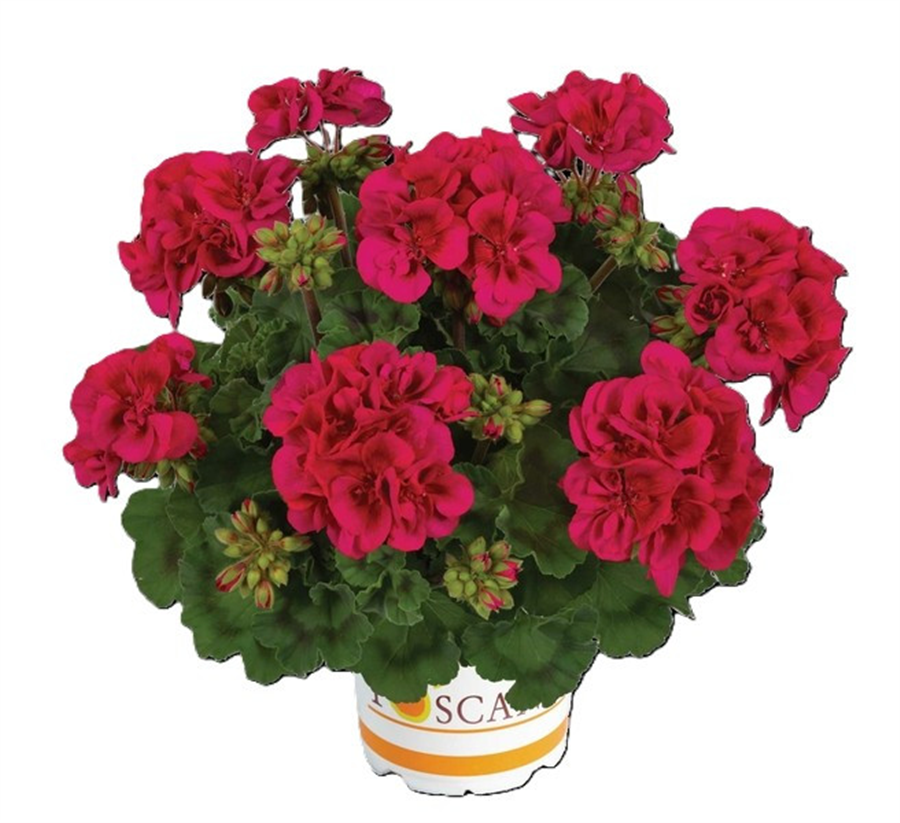 Pelargonija NANCY NEON PURPLE WITH EYE