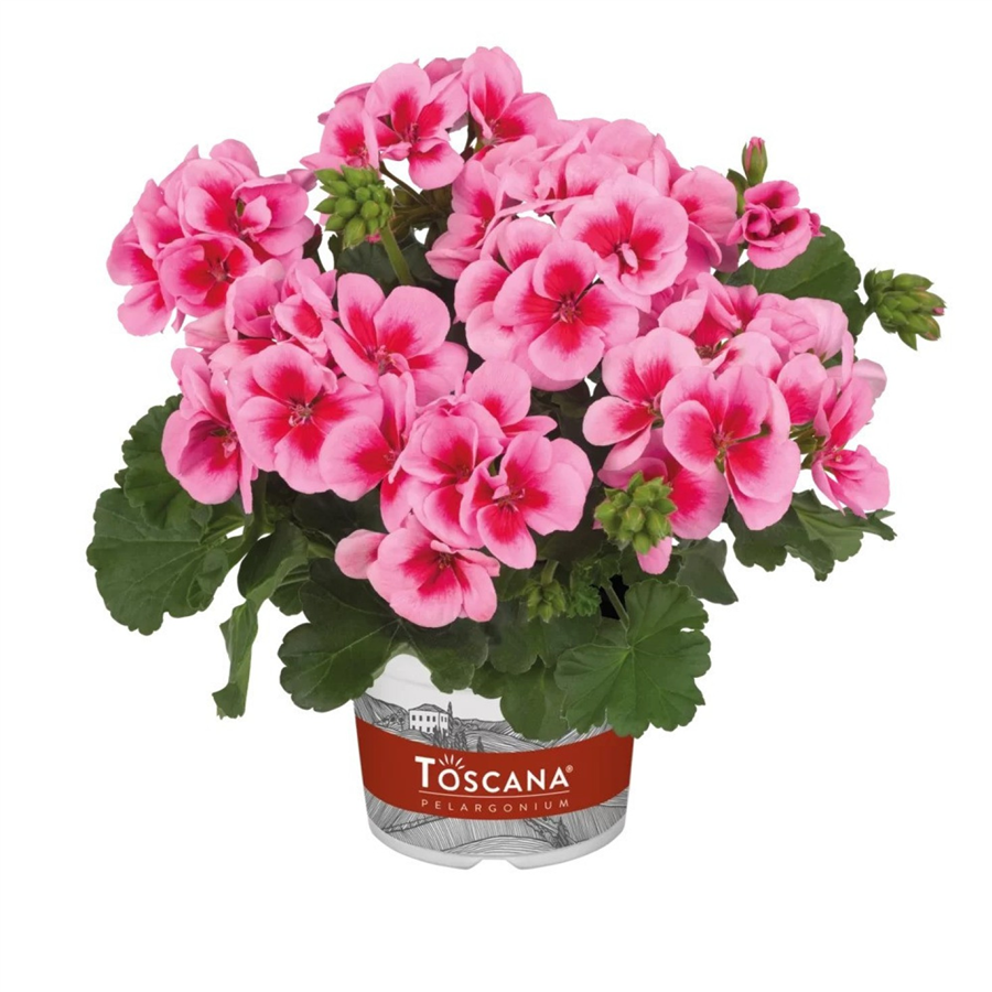Pelargonija SMART PINK SPLASH (pink eye)