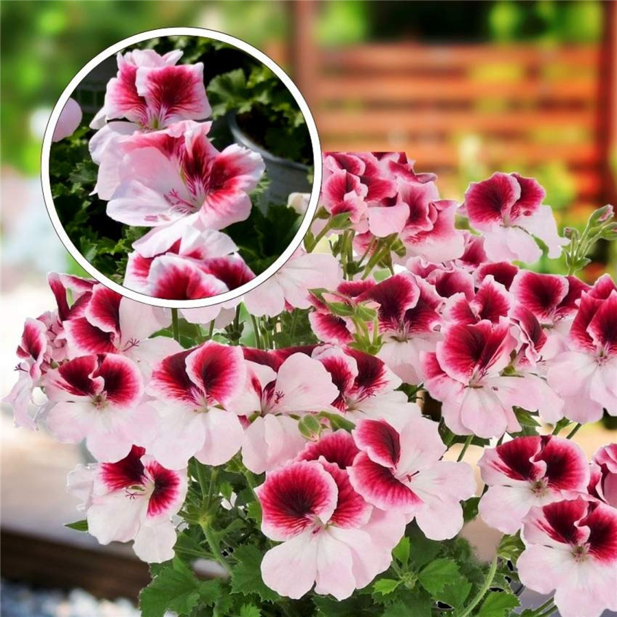 Pelargonija - Crispum Florella BICOLOR (1l)
