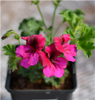 Pelargonija - Crispum Florella MAGENTA (1l)